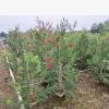 供應(yīng) 多花紅千層 1.5-2米高 袋苗 軟枝紅千層 紅花
