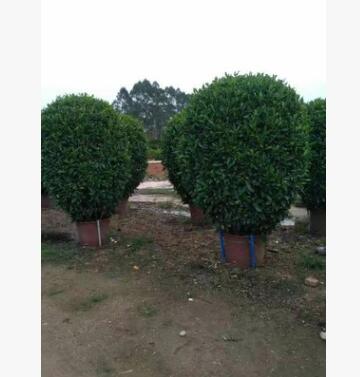 904基地直銷 精品非洲茉莉球 1.5-2.2米盆苗 橢圓灰