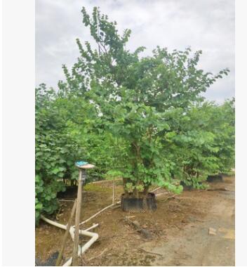 叢生宮粉紫荊 2-4米高假植苗 洋紫荊 宮粉羊蹄甲