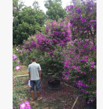 巴西野牡丹柱 3-3.5米高假植苗造型 公園花海