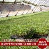 水稻育秧基質(zhì) 量大從優(yōu) 水稻基質(zhì) 育秧基質(zhì) 水稻育苗基質(zhì)