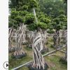 工程別墅花園造型小葉榕 抱石根小葉榕 精品造型榕樹 榕樹盆景