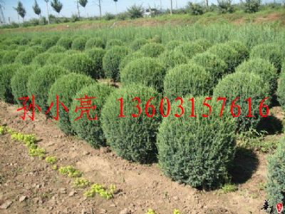 唐山水蠟 承德水蠟球 遵化水蠟