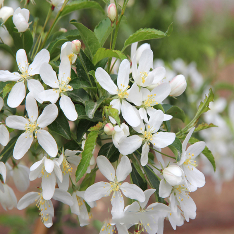 金色雨點海棠花