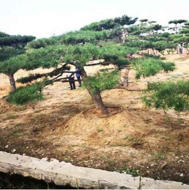 凱豐造型松價格