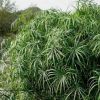 羅漢松