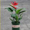 優質紅花天堂鳥苗盆栽花卉室內常綠觀花植物