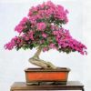 紫薇盆景