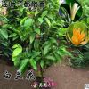 盆栽植物室外庭院大型黃蘭花白玉蘭