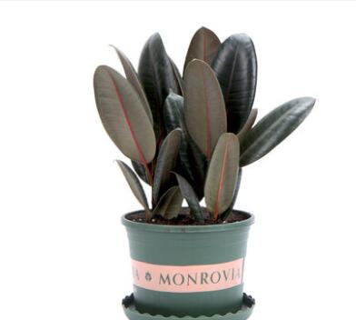 盆栽室內花卉黑金剛