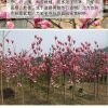 庭院植物紫玉蘭花樹苗南方北方種植苗木紅玉蘭白玉蘭紫耐寒綠化苗