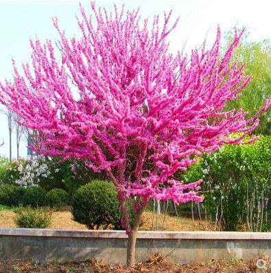 紫荊花樹苗紫荊花苗滿條紅庭院