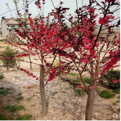 紫葉桃 紫葉桃苗紫葉桃樹苗