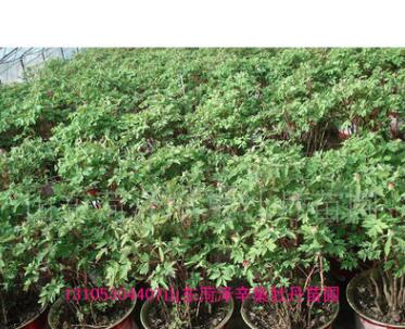 批量供應春節催花牡丹,牡丹盆花,禮品花卉