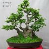 榆樁盆景 小品盆景 榆樹盆景 高檔盆景榆 綠化景觀樹