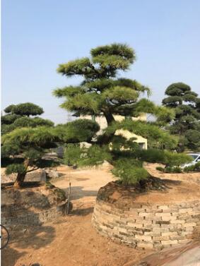 黑松盆景 造型黑松 日本黑松盆景 精品風景樹 產的福建