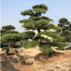黑松盆景 造型黑松 日本黑松盆景 精品風(fēng)景樹(shù) 產(chǎn)的福建