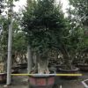 紫薇樹(shù)樁，造型紫薇