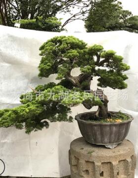 精品真柏盆景 實物微型臺灣系魚川真柏