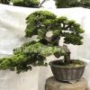 精品真柏盆景 實(shí)物微型臺(tái)灣系魚(yú)川真柏