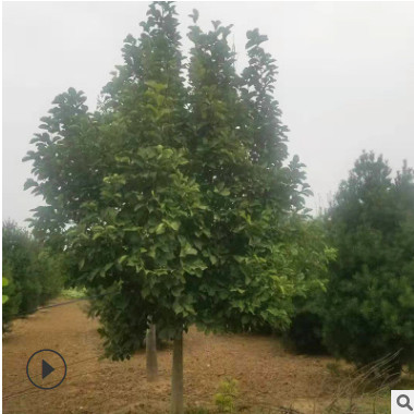 廠家直銷嬌紅玉蘭樹 庭院地栽植物嬌紅玉蘭 品質(zhì)保障價格合理