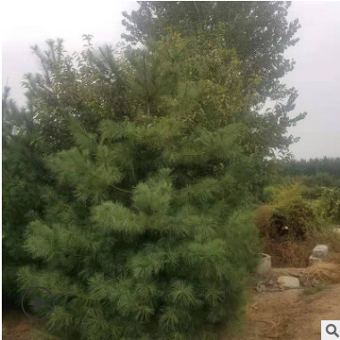 現(xiàn)貨供應華山松 道路工程綠化防護樹 現(xiàn)挖現(xiàn)賣規(guī)格多樣量大優(yōu)惠