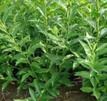 綠化苗木連翹苗基地，大量銷售叢生連翹苗，山東連翹苗價(jià)格，規(guī)格齊全，質(zhì)量好，貨源充足