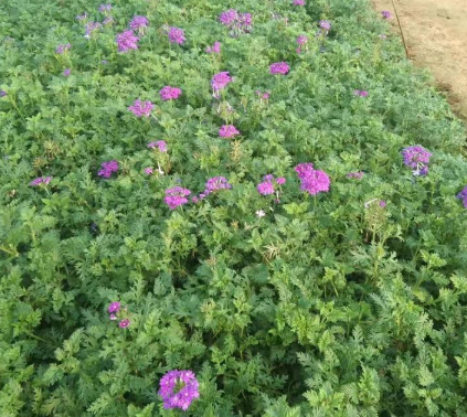 美女櫻價(jià)格 河北美女櫻園林綠化苗木 基地直供