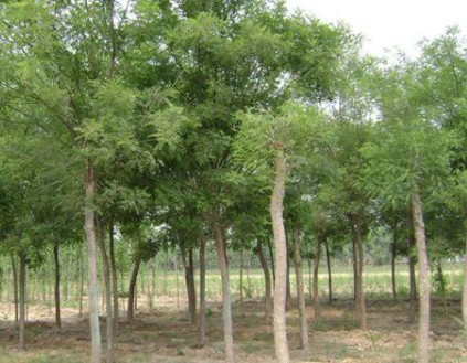 批發(fā)優(yōu)質(zhì)樸樹苗基地直銷樸樹小苗樸樹大苗園林工程綠化苗木行道樹苗木基地直銷批發(fā)樸樹