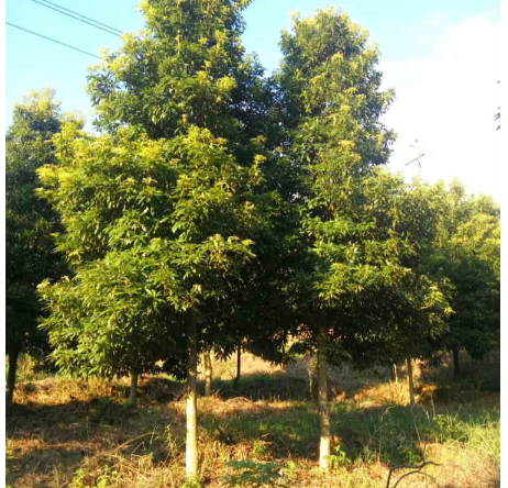 南昌小葉楨楠苗木基地 楨楠苗木 歡迎來電了解