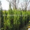 湖北供應(yīng)塔柏樹 多規(guī)格綠化苗木塔柏 松柏 蜀檜價(jià)格優(yōu)惠 歡迎咨詢