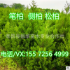 售河南檜柏 圓柏樹 檜柏價(jià)格 潢川檜柏 鄢陵檜柏 移植成活率高