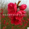 售紅葉碧桃 碧桃樹 紫葉碧桃 花期長(zhǎng) 花色鮮紅 生長(zhǎng)速度快