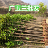 批發(fā)湖北廣玉蘭苗 廣玉蘭小樹 廣玉蘭價(jià)格 四季常綠 生長(zhǎng)快