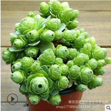 基地批發 多肉玫瑰 多肉大群生山地玫瑰 大群超多頭群生盆栽
