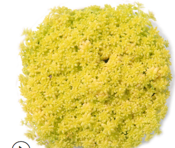 黃金薄雪萬年草多肉植物辦公室組合綠植防輻射多肉盆栽桌面小綠植