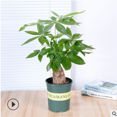 大發財樹室內盆栽開業喬遷大盆景花卉客廳辦公室綠植花卉大型盆栽