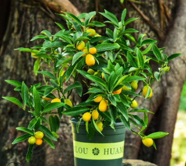 金桔盆栽帶果室內四季年桔綠植結果客廳食用小金橘招財果盆景植物