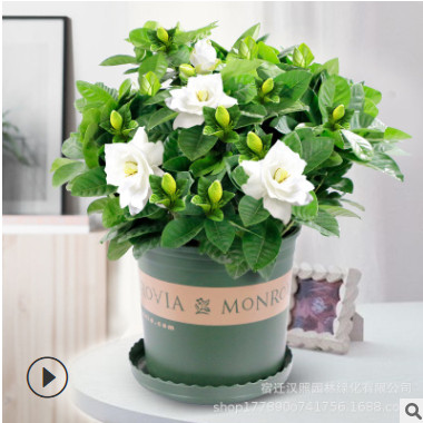 基地批發 梔子花盆栽 四季開花室內養植 濃香梔子花 園林綠化花卉