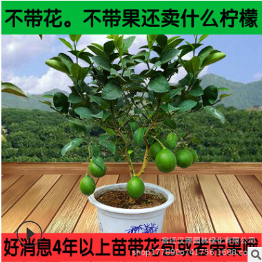 檸檬樹果樹苗香水檸檬綠植盆栽植物四季開花結果尤力克檸檬果樹苗