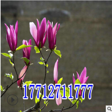 廣玉蘭樹苗紫玉蘭小苗紅玉蘭白玉蘭黃玉蘭苗嫁接玉蘭樹苗庭院