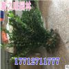 冬青基地直銷灌木冬青庭院大葉黃楊球道路園林綠化工程冬青北海道