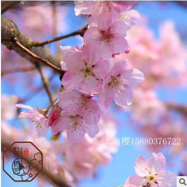 【福建世外櫻園】大漁櫻 耐熱櫻花樹公園景區花木