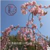 【福建世外櫻園】大寒垂枝櫻耐熱垂枝櫻廣東至山東可適應(yīng)櫻花苗木