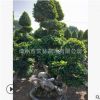 造型榕樹 精品小葉榕 怪根榕樹 怪根小葉榕 S彎工程別墅花園用樹