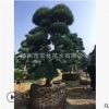 日本進口別墅庭院景觀造型金錢羅漢土杉松樹形優美價格公道