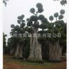 綠化工程別墅花園造型小葉榕 榕樹樁頭盆景 造型榕樹 精品小葉榕