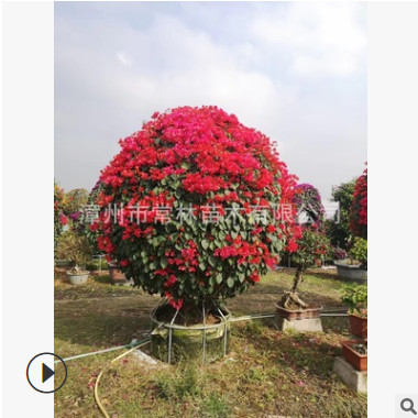 紫花三角梅球 紅花三角梅球 勒杜鵑球 九重葛球形 現貨直發