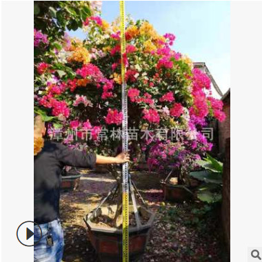 多色三角梅 造型三角梅 三角梅盆景 勒杜鵑 工程別墅花園用三角梅