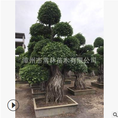 精品榕樹樁頭孔雀根造型榕樹南安根綠化別墅行道樹小葉榕